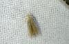Coleophora milvipennis